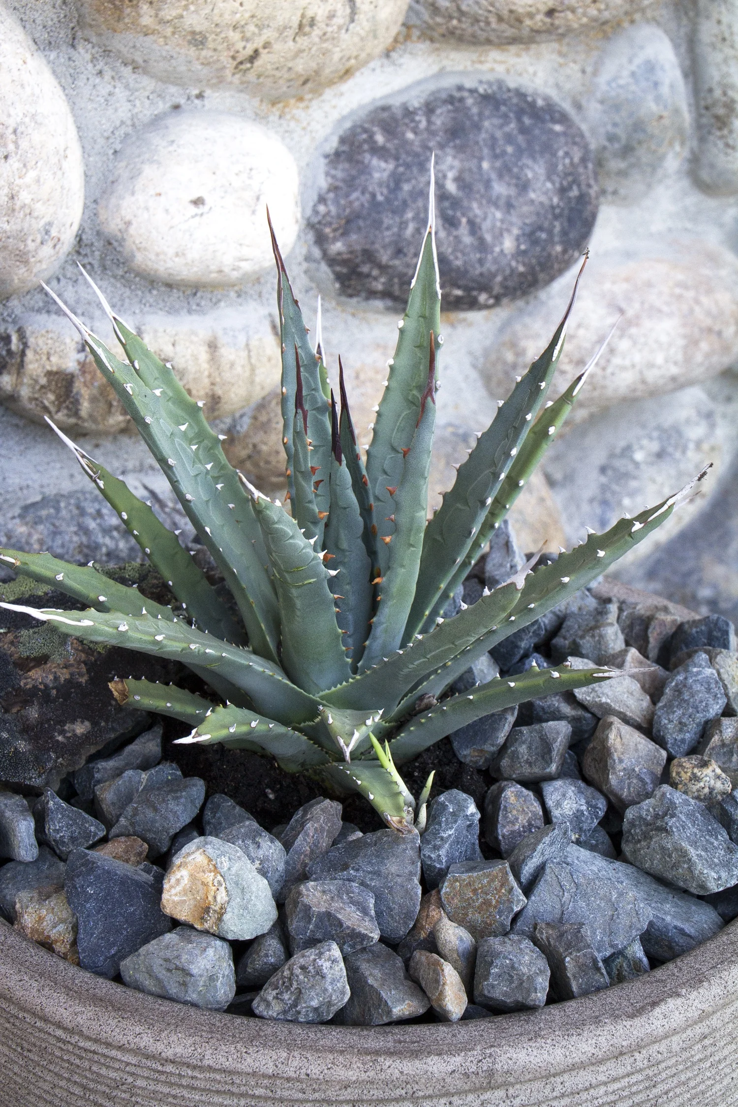 Utah Agave 4 Utah Agave