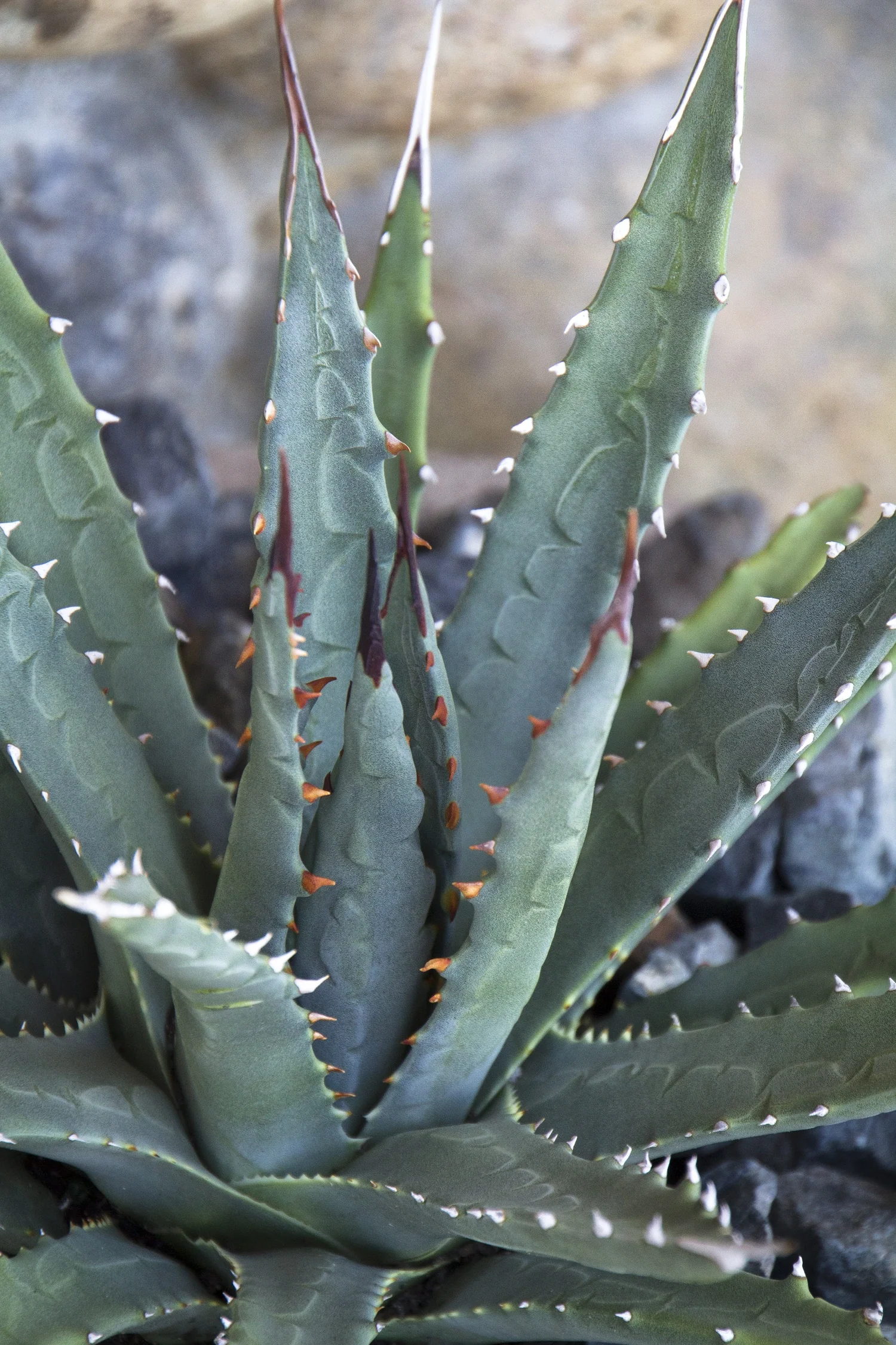 Utah Agave 3 Utah Agave