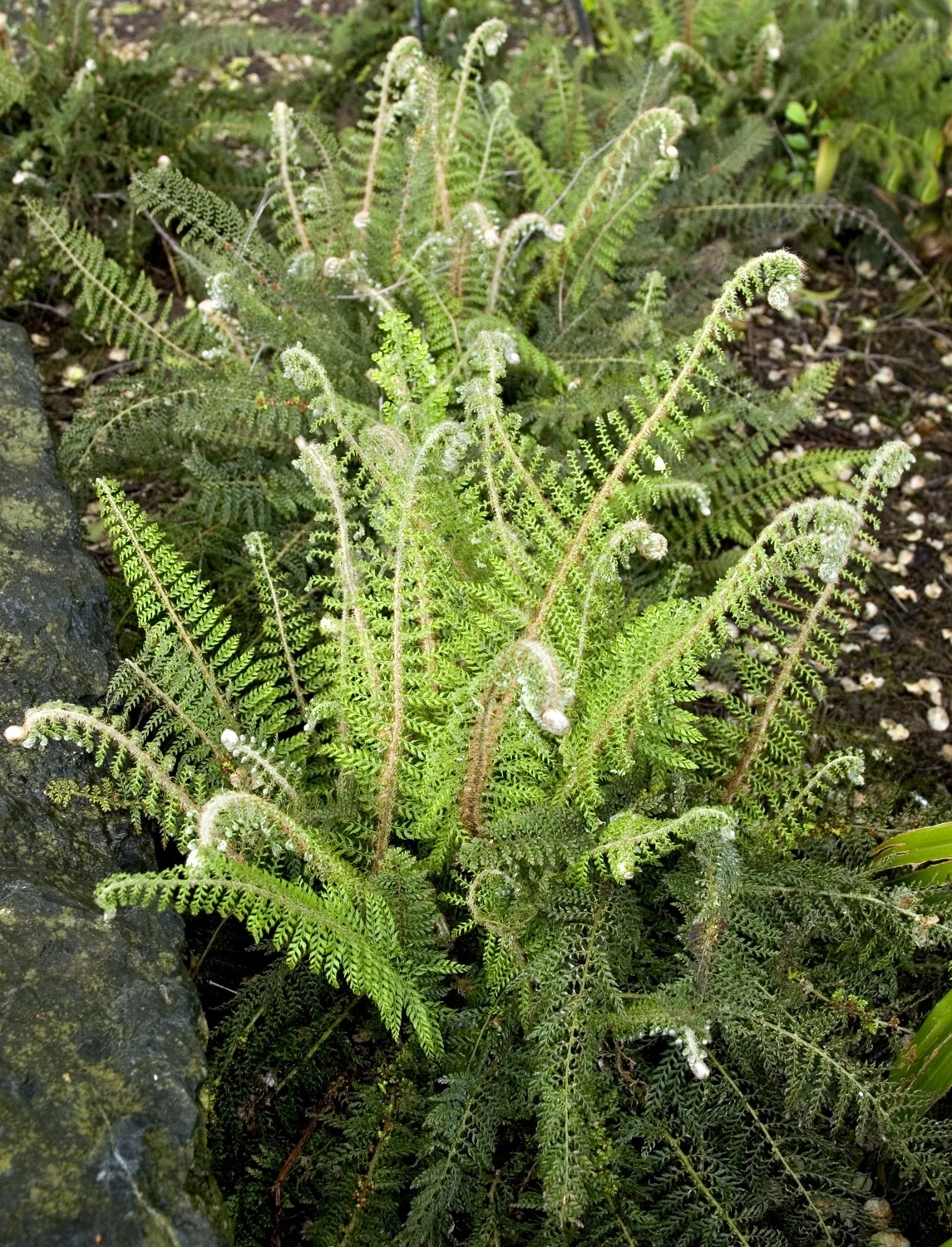 Crested Lady Fern 3 Crested Lady Fern
