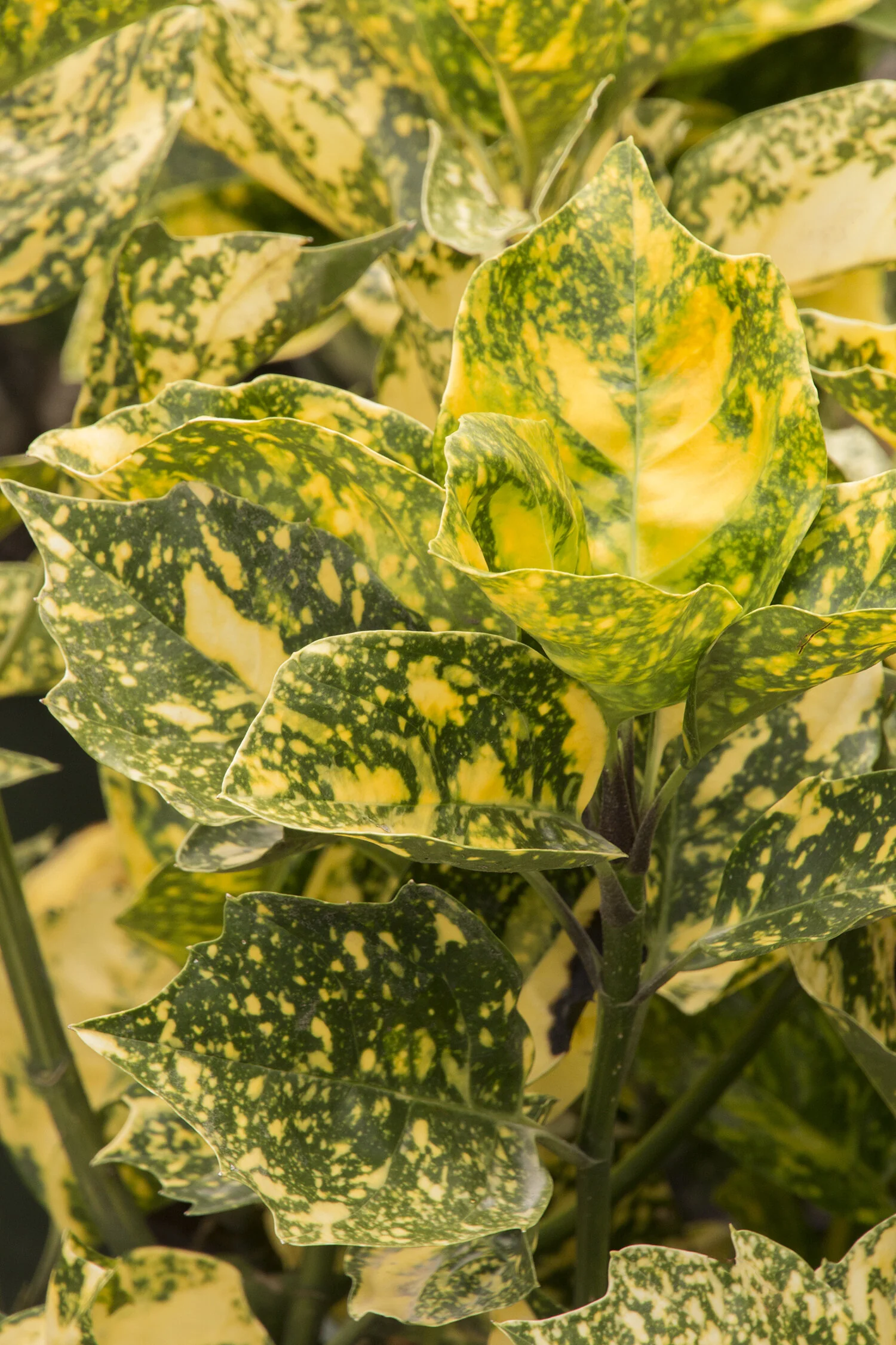 Sunny Daze® Japanese Laurel 1 Sunny Daze® Japanese Laurel