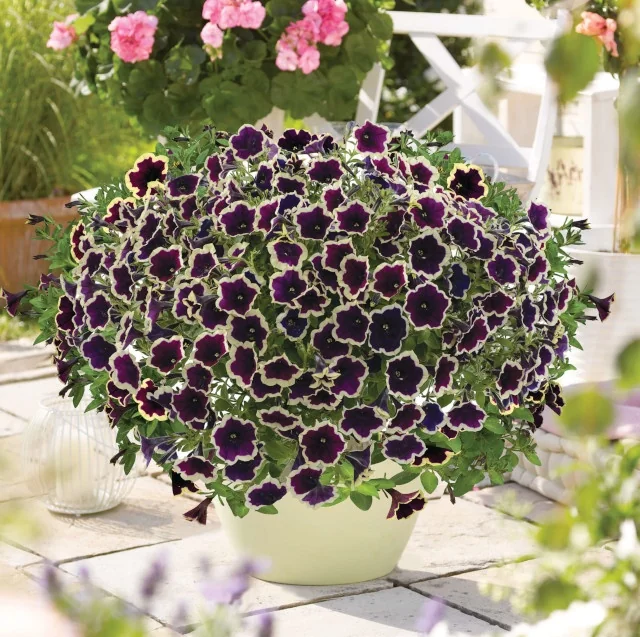 Cascadias™ Petunia 7 Cascadias™ Petunia