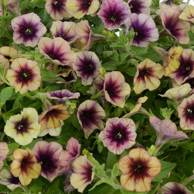Cascadias™ Petunia