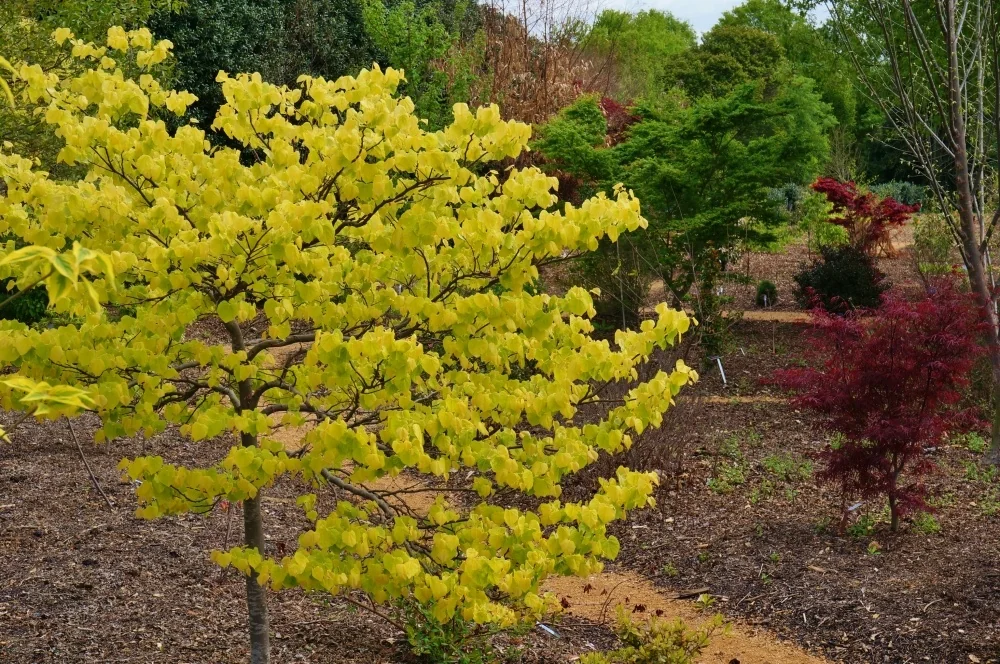The Rising Sun™ Eastern Redbud
