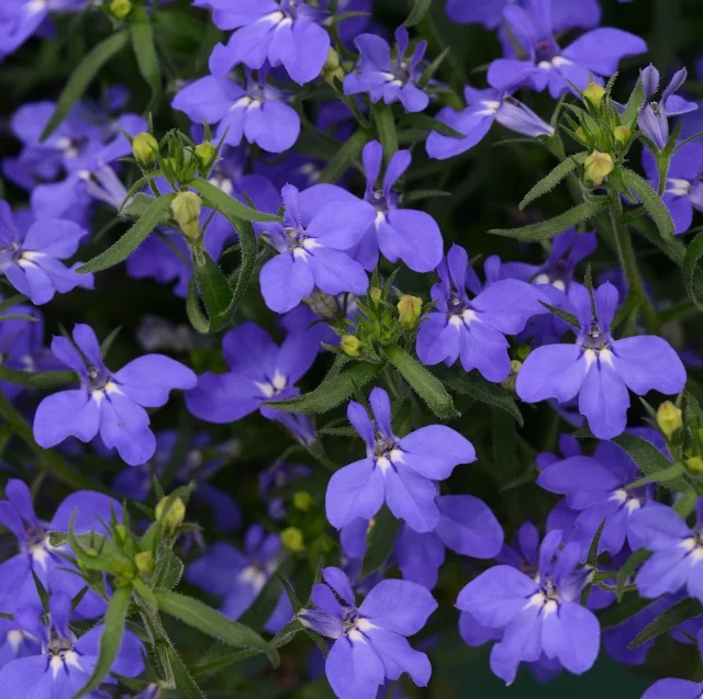 Magadi™ Lobelia 1 Magadi™ Lobelia