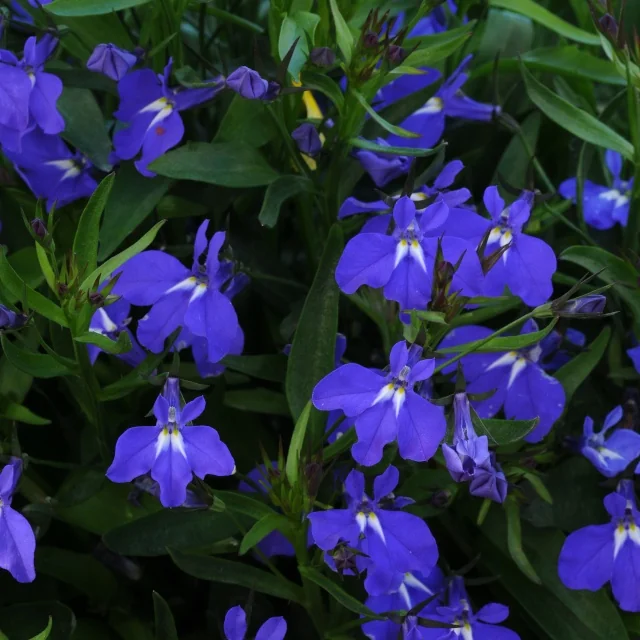 Magadi™ Lobelia 2 Magadi™ Lobelia