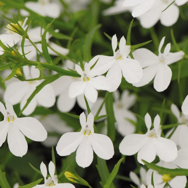 Magadi™ Lobelia 3 Magadi™ Lobelia
