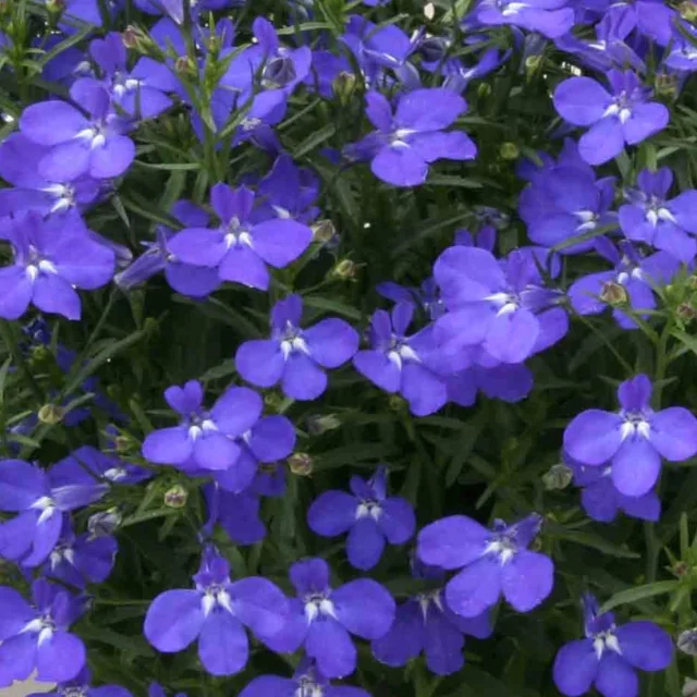 Magadi™ Lobelia 4 Magadi™ Lobelia