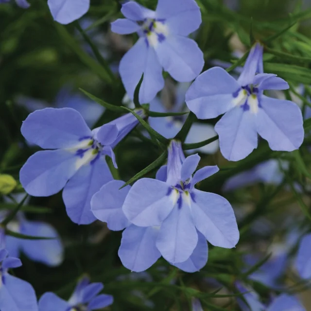 Magadi™ Lobelia 5 Magadi™ Lobelia