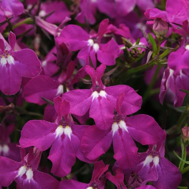 Magadi™ Lobelia 6 Magadi™ Lobelia