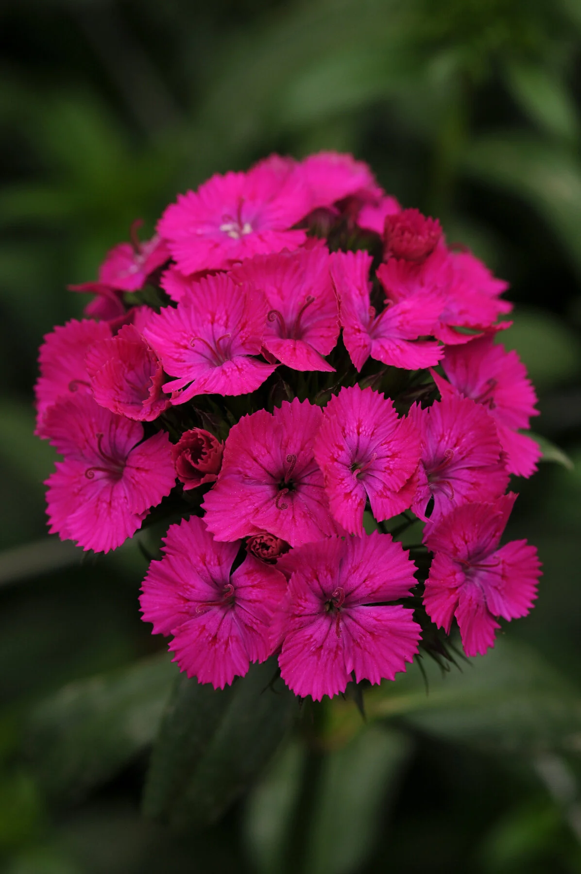 Amazon Dianthus 1 Amazon Dianthus