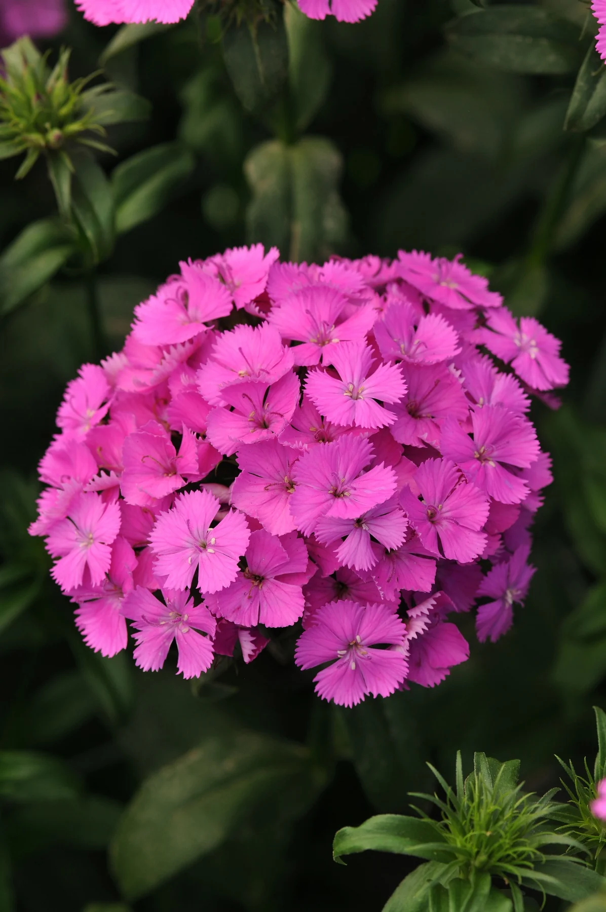 Amazon Dianthus 2 Amazon Dianthus