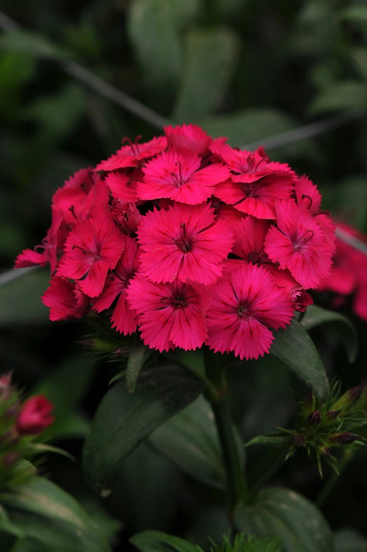 Amazon Dianthus 3 Amazon Dianthus