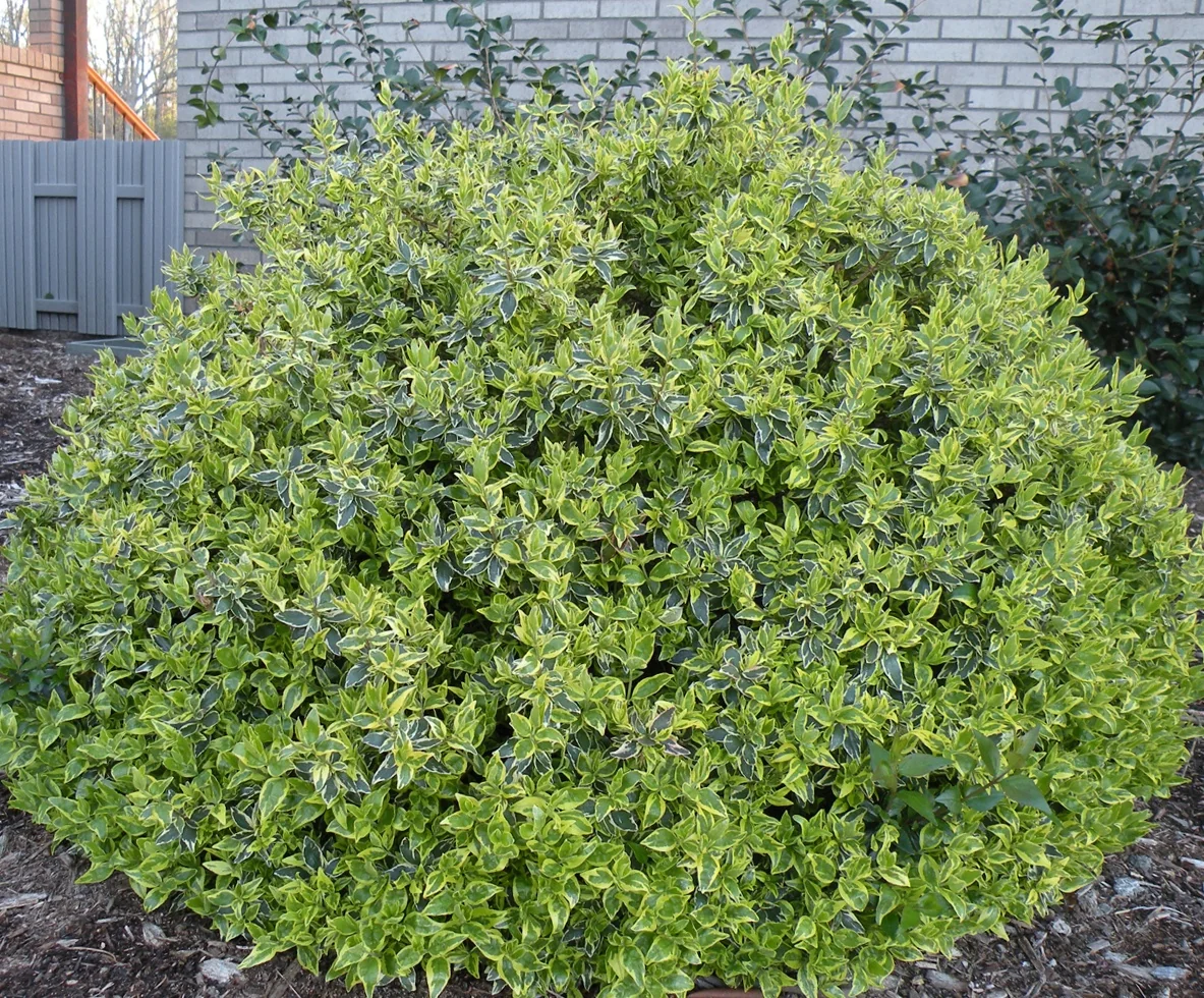 Radiance Abelia