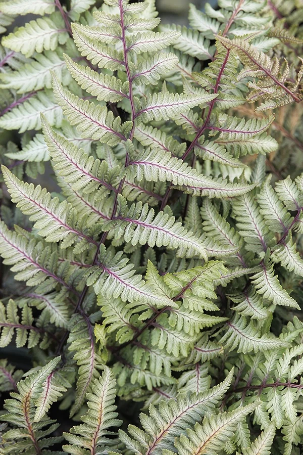 Godzilla Japanese Painted Fern 9 Godzilla Japanese Painted Fern