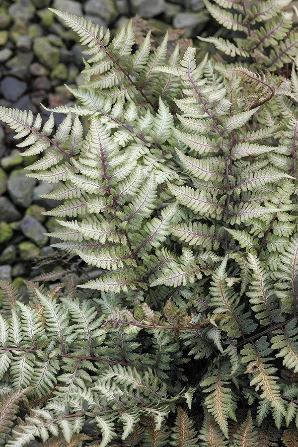 Godzilla Japanese Painted Fern