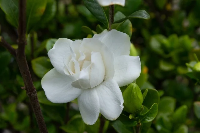 Echo® Swan Queen™ Gardenia