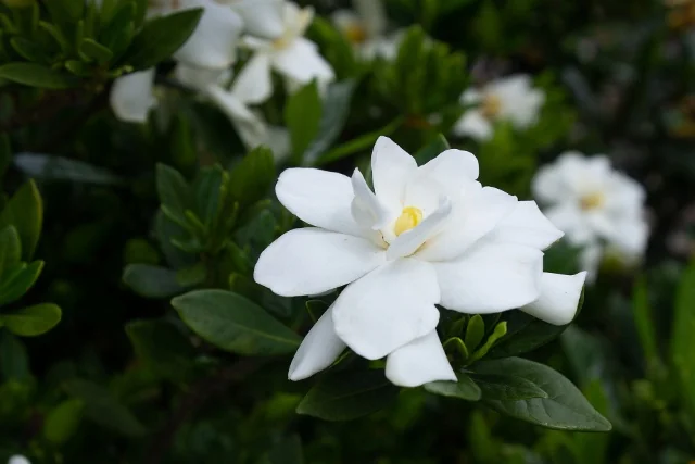 Echo® Swan Princess™ Gardenia