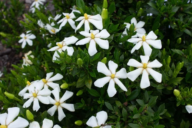 Echo® Swan Maiden™ Gardenia