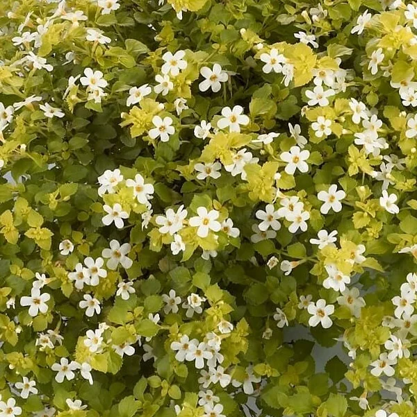 Scopia® Bacopa 6 Scopia® Bacopa