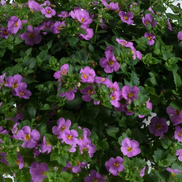 Scopia® Bacopa 2 Scopia® Bacopa