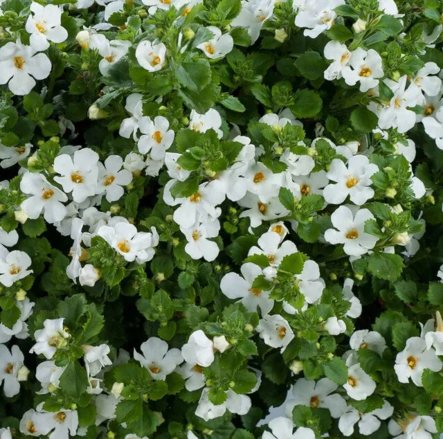 Scopia® Bacopa 3 Scopia® Bacopa