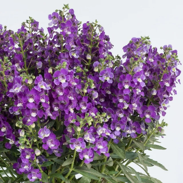 Alonia™ Angelonia