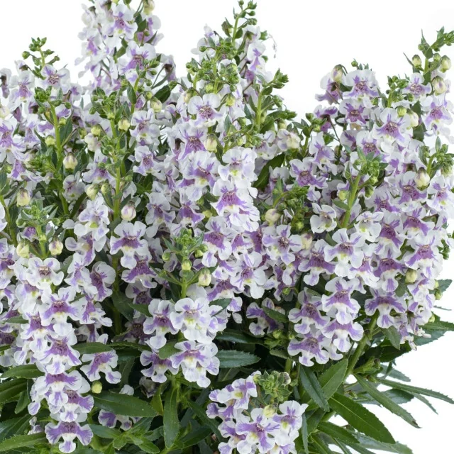 Alonia™ Angelonia