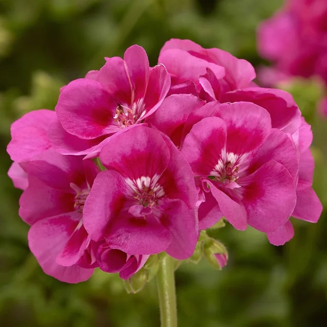 Moxie!™ Geranium 6 Moxie!™ Geranium