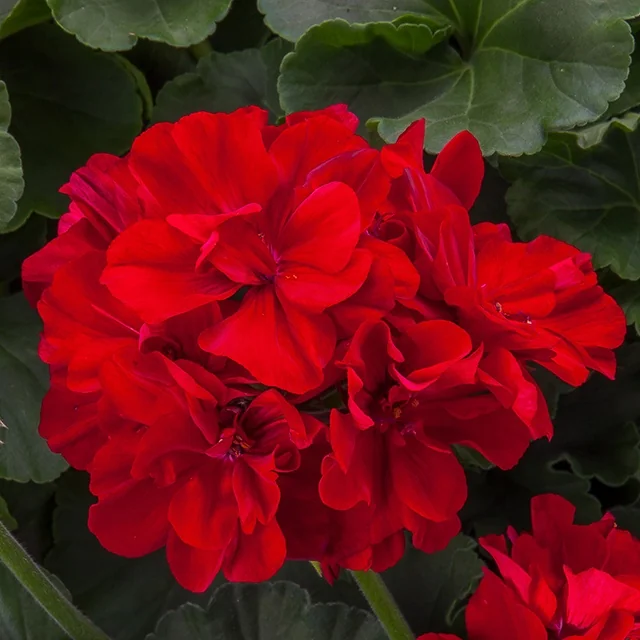 Moxie!™ Geranium