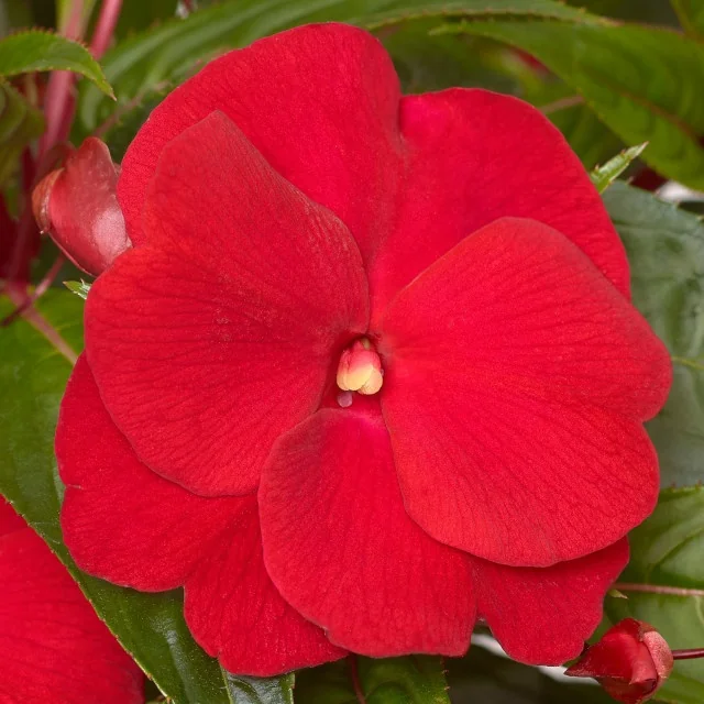 Super Sonic® New Guinea Impatiens