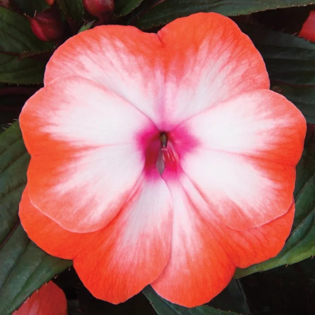 Super Sonic® New Guinea Impatiens 10 Super Sonic® New Guinea Impatiens