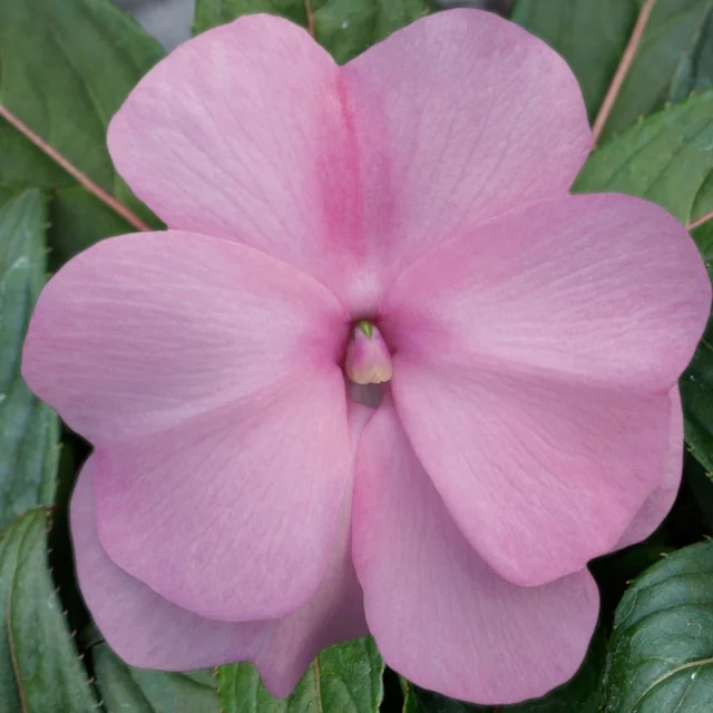 Super Sonic® New Guinea Impatiens 11 Super Sonic® New Guinea Impatiens