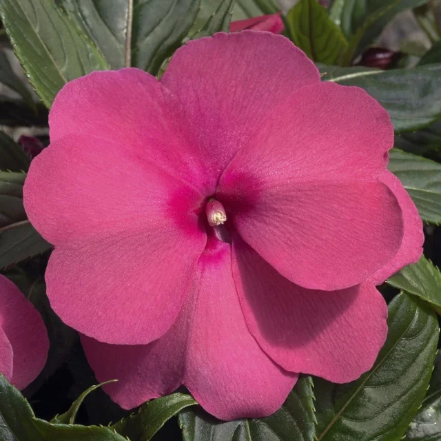 Super Sonic® New Guinea Impatiens 12 Super Sonic® New Guinea Impatiens