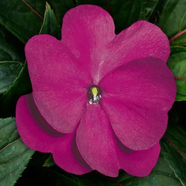 Super Sonic® New Guinea Impatiens 13 Super Sonic® New Guinea Impatiens