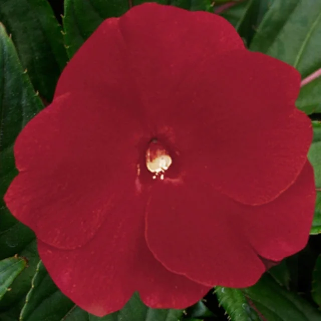 Super Sonic® New Guinea Impatiens 14 Super Sonic® New Guinea Impatiens