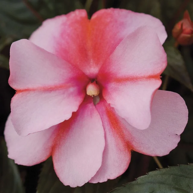 Super Sonic® New Guinea Impatiens 15 Super Sonic® New Guinea Impatiens