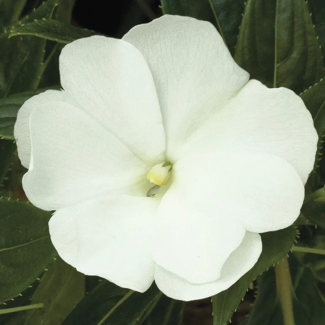 Super Sonic® New Guinea Impatiens 16 Super Sonic® New Guinea Impatiens