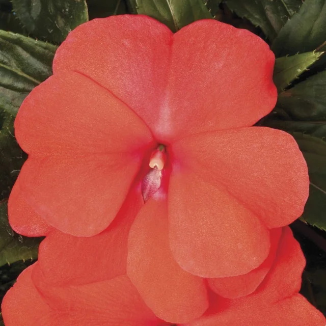Super Sonic® New Guinea Impatiens 2 Super Sonic® New Guinea Impatiens