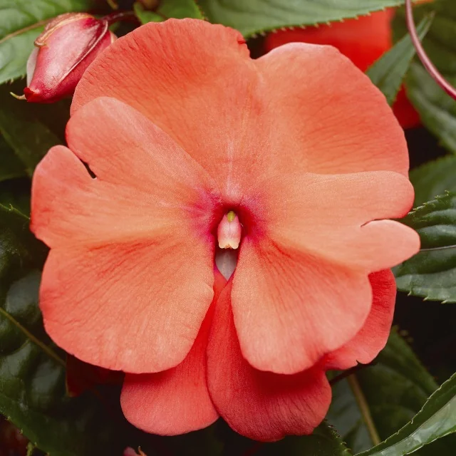 Super Sonic® New Guinea Impatiens 3 Super Sonic® New Guinea Impatiens