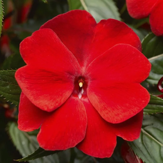 Super Sonic® New Guinea Impatiens 4 Super Sonic® New Guinea Impatiens