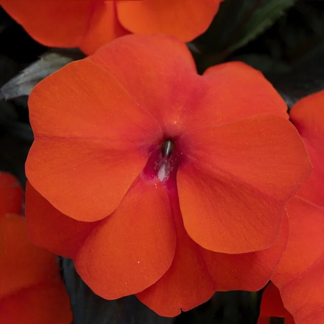 Super Sonic® New Guinea Impatiens 5 Super Sonic® New Guinea Impatiens