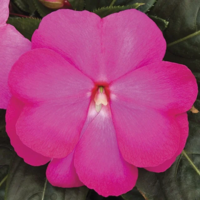 Super Sonic® New Guinea Impatiens 6 Super Sonic® New Guinea Impatiens