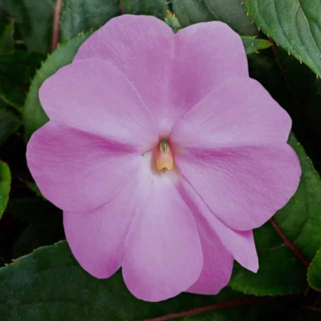 Super Sonic® New Guinea Impatiens 7 Super Sonic® New Guinea Impatiens