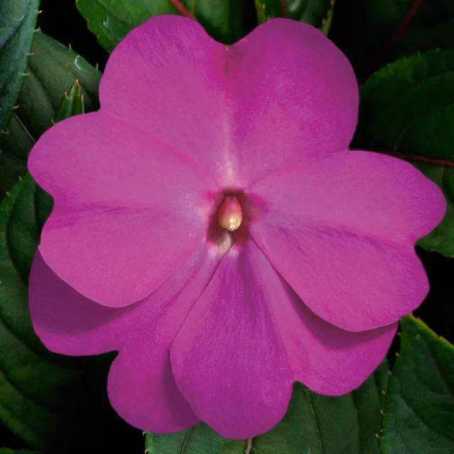 Super Sonic® New Guinea Impatiens 8 Super Sonic® New Guinea Impatiens