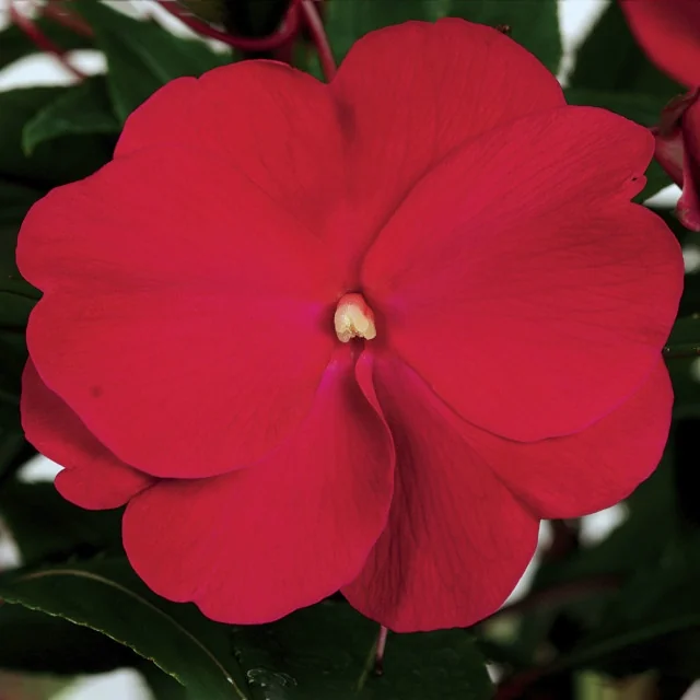Super Sonic® New Guinea Impatiens 9 Super Sonic® New Guinea Impatiens