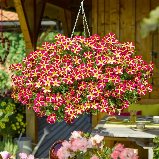 Amore™ Petunia
