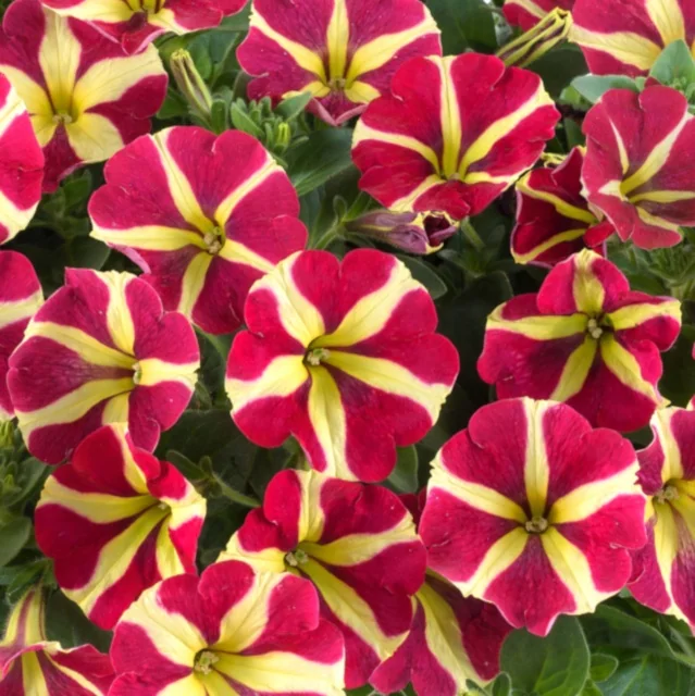 Amore™ Petunia