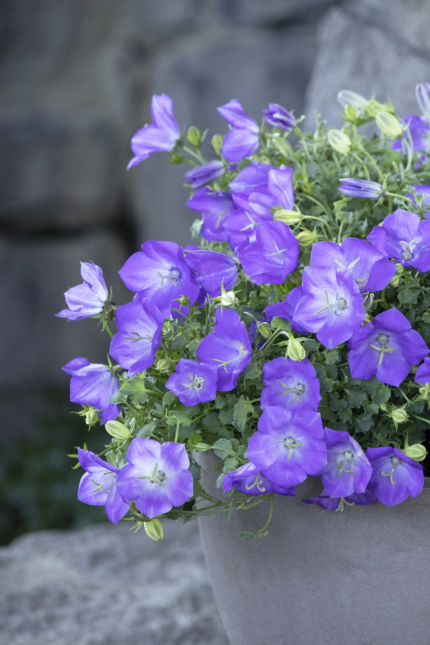 Rapido Blue Bellflower 3 Rapido Blue Bellflower