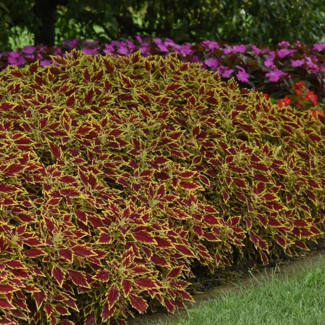 FlameThrower™ Coleus 7 FlameThrower™ Coleus