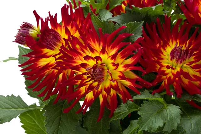 Labella® Maggiore Dahlia